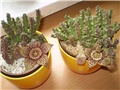 stapelia